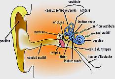 schéma de l'oreille humaine
